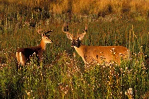 Animal Body Prints: North America, USA, Montana, National Bison Range, White-tailed deer (Odocoileus