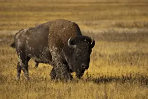 Images Dated 22nd September 2009: North America, USA, Montana, Yellowstone NP, Bison