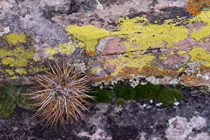 Biological Prints: North America, USA, Nevada. Small cactus growing from a crack in a lichen covered candstone wall