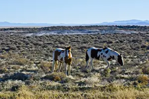 Images Dated 24th February 2015: North America, USA, Nevada, Wild Horses grazing in Black Rock Desert
