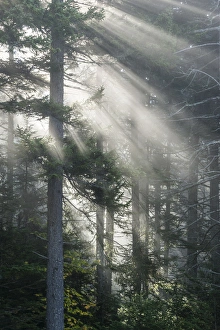 Mystical Prints: North America, USA, New England, White Mountains National Forest