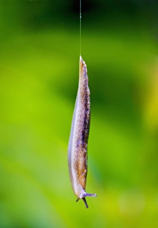 Images Dated 22nd June 2008: North America, USA, New Jersey, Bernardsville. Gray Garden Slug making a controlled
