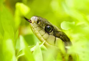 Images Dated 15th June 2007: North America, USA, New Jersey, Bernardsville. Eastern Garter Snake in the grass