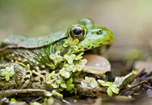 Images Dated 13th August 2008: North America, USA, New Jersey, Bernardsville, Sherman Hoffman Audubon. Green Frog