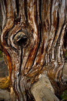North America, USA, New Mexico, Ice Cave and Bandera Volcano, Lava Scarred and gnarled