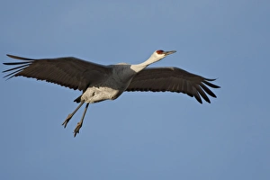 Images Dated 16th February 2009: North America, USA, New Mexico, Bosque del Apache National Wildlife Refuge. Sandhill Crane