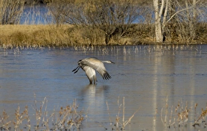 Images Dated 15th February 2009: North America, USA, New Mexico, Bosque del Apache National Wildlife Refuge. Sandhill Crane