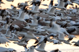 Images Dated 16th February 2009: North America, USA, New Mexico, Bosque del Apache National Wildlife Refuge. Snow Geese