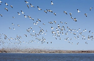 Images Dated 16th February 2009: North America, USA, New Mexico, Bosque del Apache National Wildlife Refuge. Snow Geese