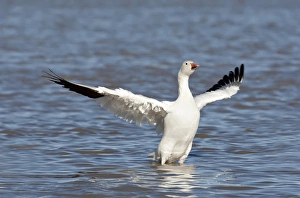 North America, USA, New Mexico, Bosque del Apache National Wildlife Refuge. Snow Goose
