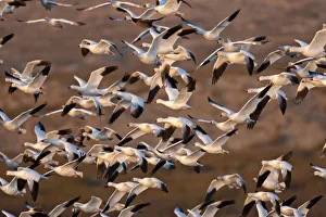 Images Dated 17th February 2009: North America, USA, New Mexico, Bosque del Apache National Wildlife Refuge. Snow Geese