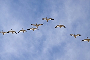 Medium Group Prints: North America, USA, New Mexico, Bosque Del Apache, Snow Gesse in Flight