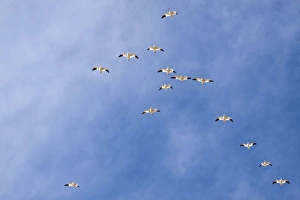 North America, USA, New Mexico, Bosque Del Apache, Snow Gesse in Flight