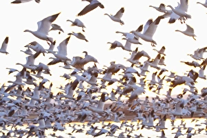 Images Dated 16th February 2009: North America, USA, New Mexico, Bosque Del Apache, Snow Gesse in Flight