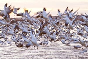 Images Dated 16th February 2009: North America, USA, New Mexico, Bosque Del Apache, Snow Gesse in Flight