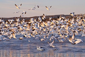 Images Dated 17th February 2009: North America, USA, New Mexico, Bosque Del Apache, Snow Gesse in Flight