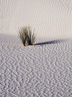 New Mexico Prints: North America; USA; New Mexico, White Sands National Monument; Sand Dune Patterns