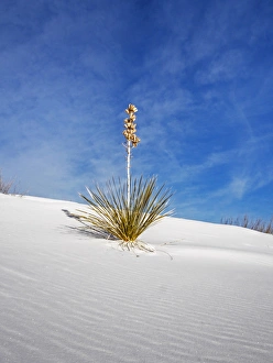 North America; USA; New Mexico, White Sands National Monument; Sand Dune Patterns