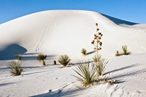 Gypsum Prints: North America, USA, New Mexico, White Sands National Monument, Transverse Dunes