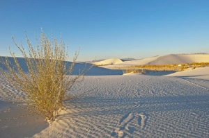 Images Dated 20th October 2011: North America, USA, New Mexico, White Sands National Monument, Transverse Dunes