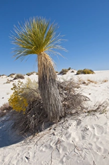 North America, USA, New Mexico, White Sands National Monument, Dune Life Nature Trail