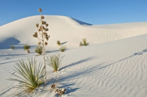 North America, USA, New Mexico, White Sands National Monument, Transverse Dunes, Yucca