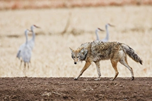North America, USA, New Mexico, Socorro, coyote (Canis latrans) alert and stalking prey