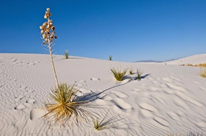 Images Dated 20th October 2011: North America, USA, New Mexico, White Sands National Monument, Soaptree Yucca, long Shadow