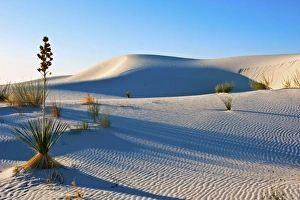 North America, USA, New Mexico, White Sands National Monument, Transverse Dunes, Yucca
