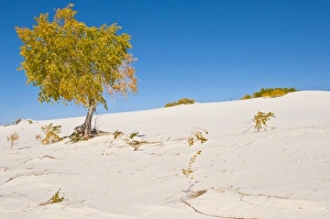 Images Dated 20th October 2011: North America, USA, New Mexico, White Sands National Monument, Dune Life Nature Trail