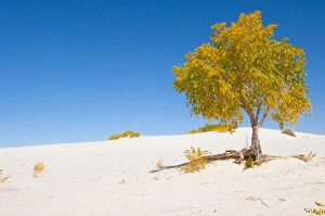 Images Dated 20th October 2011: North America, USA, New Mexico, White Sands National Monument, Dune Life Nature Trail