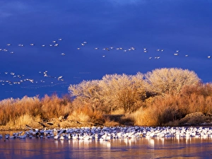 New Mexico Prints: North America; USA; New Mexico; Bosque del Apache National Wildlife Refuge