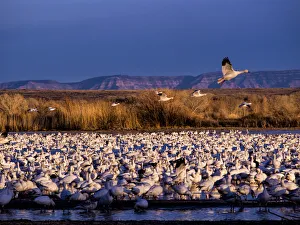Images Dated 13th January 2013: North America; USA; New Mexico; Bosque del Apache National Wildlife Refuge; Lesser Snow Geese (Chen C)