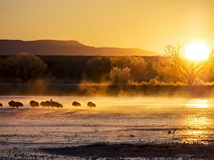 North America; USA; New Mexico; Bosque del Apache National Wildlife Refuge; Sandhill cranes