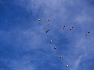 New Mexico Prints: North America; USA; New Mexico; Bosque del Apache National Wildlife Refuge; Snow Geese