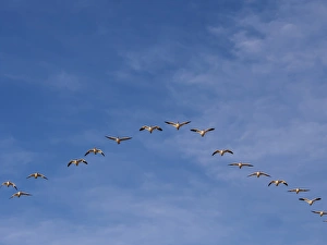 New Mexico Prints: North America; USA; New Mexico; Bosque del Apache National Wildlife Refuge; Snow Geese