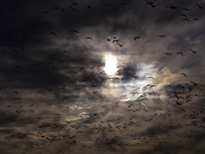 New Mexico Prints: North America; USA; New Mexico; Bosque del Apache National Wildlife Refuge; Snow Geese
