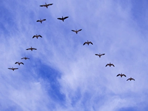 New Mexico Prints: North America; USA; New Mexico; Bosque del Apache National Wildlife Refuge; Snow Geese