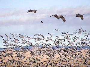 Images Dated 12th January 2013: North America; USA; New Mexico; Bosque del Apache National Wildlife Refuge; Snow Geese