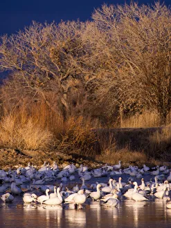 North America; USA; New Mexico; Bosque del Apache National Wildlife Refuge; Snow Geese at dawn