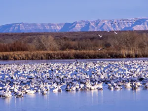 North America; USA; New Mexico; Bosque del Apache National Wildlife Refuge; Snow Geese at dawn