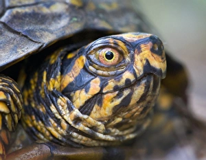 Images Dated 8th June 2008: North America, USA, North Carolina, Palmetto Peartree preserve. Eastern Box Turtle