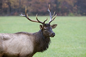 Images Dated 27th October 2010: North America, USA, North Carolina. Elk in the Great Smoky Mountains Nation Park