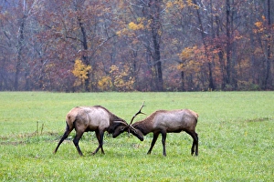 Images Dated 27th October 2010: North America, USA, North Carolina. Elk in the Great Smoky Mountains Nation Park