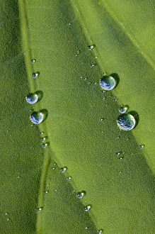 Images Dated 9th July 2010: North America, USA, North Carolina. Lotus leaf with dew drops
