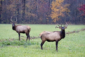 Images Dated 27th October 2010: North America, USA, North Carolina. Elk in the Great Smoky Mountains Nation Park