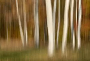 Images Dated 10th October 2006: North America, USA, North Carolina, panned blurred white trees against a fall color background
