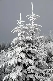 Images Dated 24th October 2006: North America, USA, North Carolina, Smoky Mountains, a pair of young trees covered in rimefrost