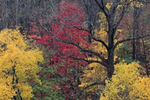 Images Dated 27th October 2010: North America, USA, North Carolina. Fall foliage