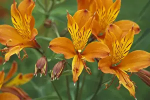 Images Dated 14th April 2005: North America, USA, OR, Cannon Beach Orange Asiatic Lilies in town square